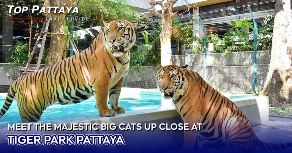 Tiger Park Pattaya