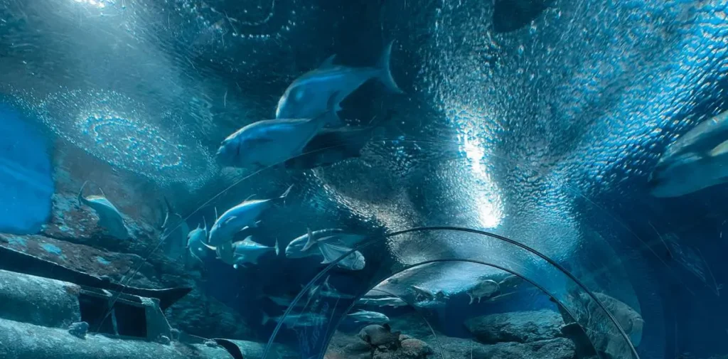 Underwater glass tunnel surrounded by swimming fish and marine life at the Underwater World Pattaya aquarium.