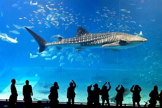 Silhouettes of visitors looking at a massive whale shark swimming inside the main giant tank at Sea Life Bangkok Ocean World aquarium.